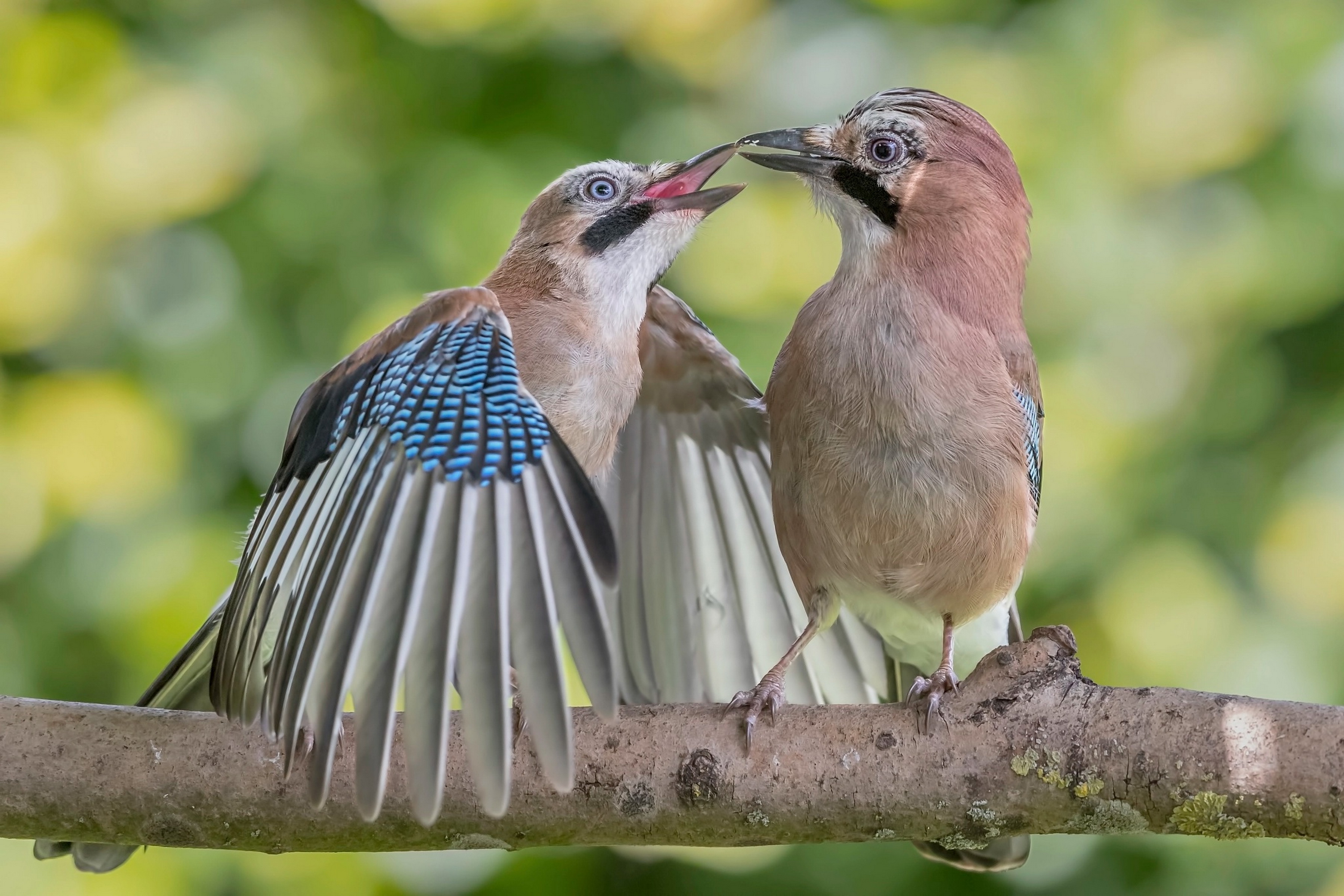 Bird b c. Сойка самка. Сойка самец и самка. Сойка строит гнездо. Удивительный мир птиц.