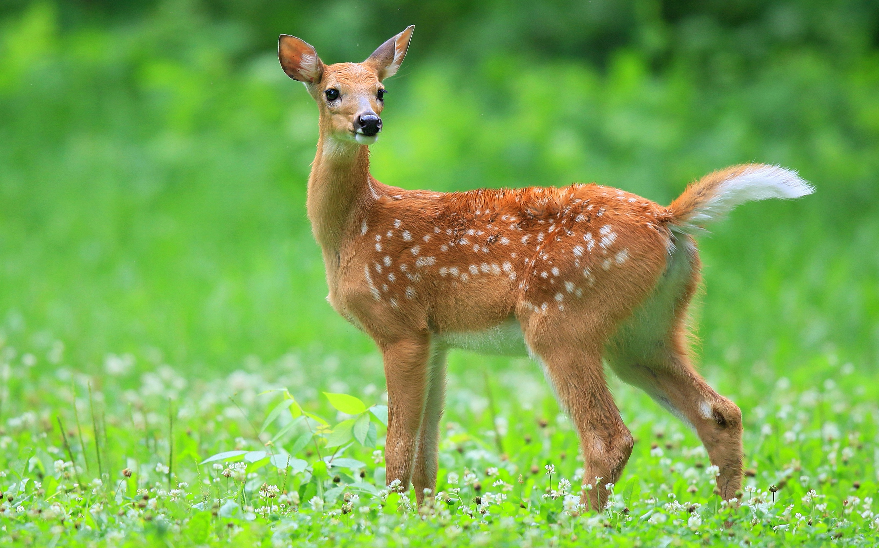 Fawn picture
