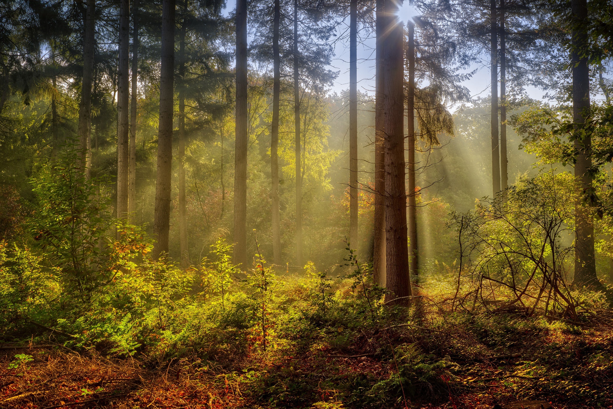 Лес солнце и звезды. Лесной пейзаж. Утро в лесу. Солнечный лес. "Солнце в лесу".