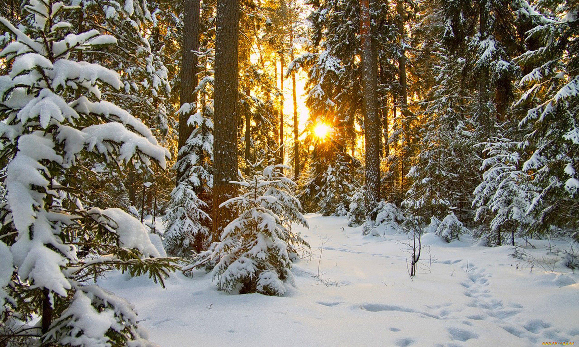 Winter forest. Зимний лес. Зимой в лесу. Заснеженный лес. Красивый зимний лес.